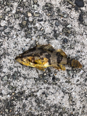 親父たちのメバル