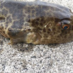 朝マヅメからガシリング