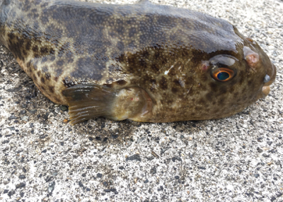 朝マヅメからガシリング