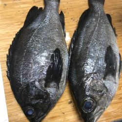 メバルプラッキング♪