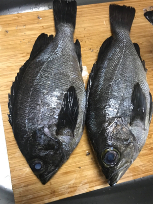 メバルプラッキング♪