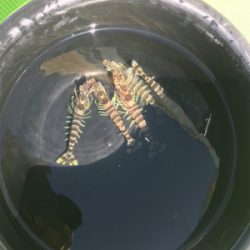 イカ釣れました