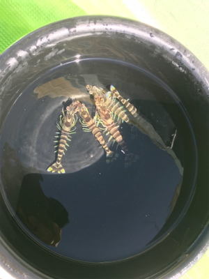 イカ釣れました