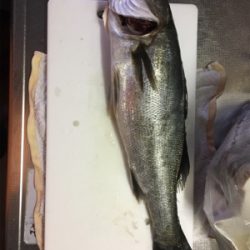 久々のエビ撒き