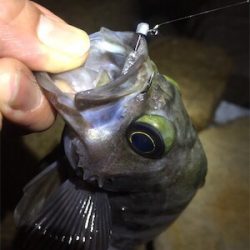 爆風メバリング