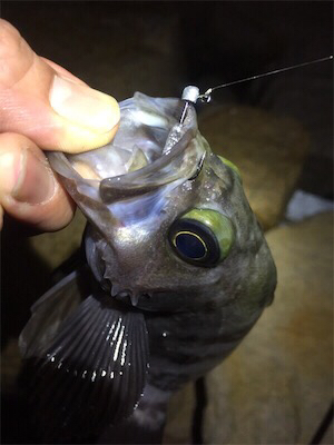 爆風メバリング