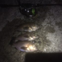 プラッキングメバル