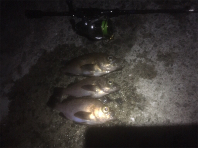 プラッキングメバル