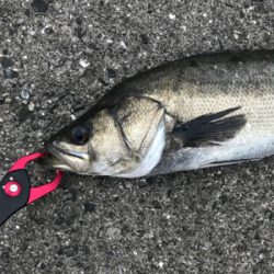 日曜日シーバス