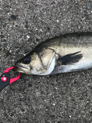 日曜日シーバス