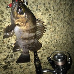 ぶっつけ本番初チニング！(釣行 其の弐拾四)