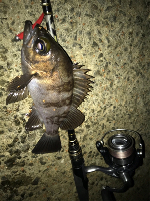 ぶっつけ本番初チニング！(釣行 其の弐拾四)