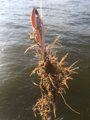 夕方デイゲーム