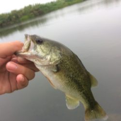 ちょいセコ釣り