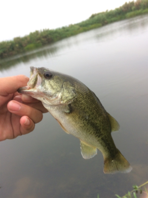 ちょいセコ釣り