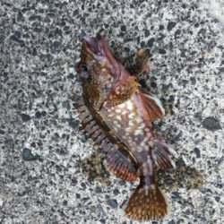 ライトゲームで五目釣り