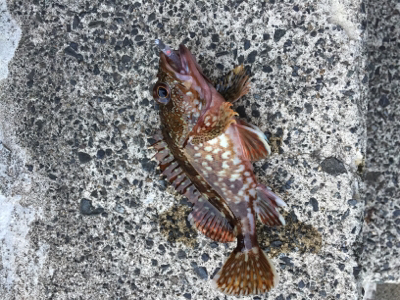 ライトゲームで五目釣り