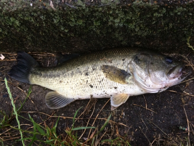 雨パワーで水面炸裂!!