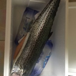 釣れ出したと情報を見て！