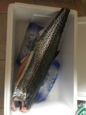 釣れ出したと情報を見て！