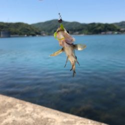 アジングからのサビキ釣り