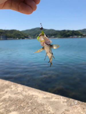 アジングからのサビキ釣り