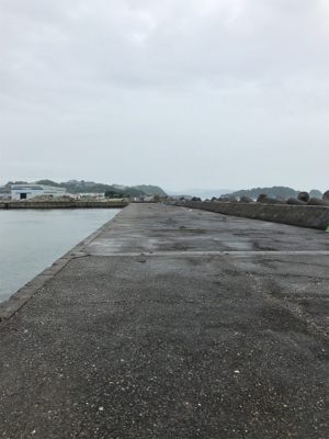 青物調査してきましたよ~のはずが。。