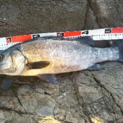 地磯でヒラスズキ