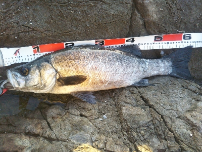 地磯でヒラスズキ