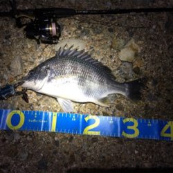 淀川ブリームゲーム 18ナスキーの鱗付け