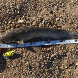 ナマズトップゲーム