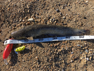 ナマズトップゲーム