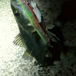 ハネ～セイゴ バチパターン4匹