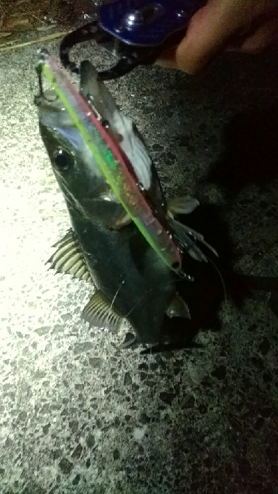 ハネ～セイゴ バチパターン4匹