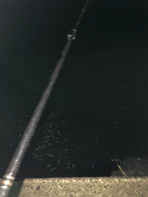 海にぶらりときたら