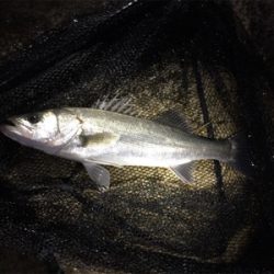 キチヌ、マチヌ、シーバス