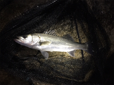 キチヌ、マチヌ、シーバス