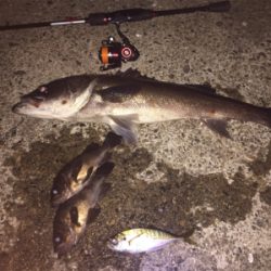 まさかのナイトシーバス