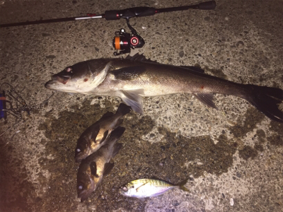 まさかのナイトシーバス