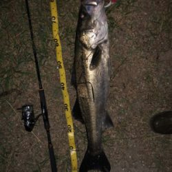 良いサイズが釣れました