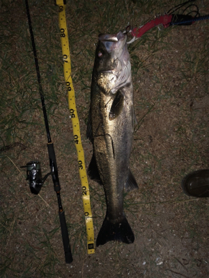 良いサイズが釣れました