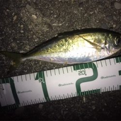 雨後アジング♪