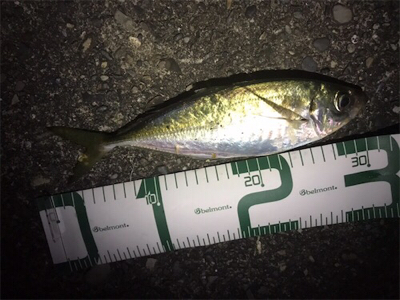 雨後アジング♪