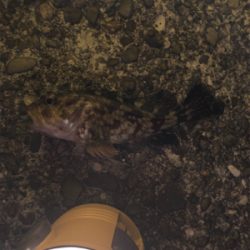 ガシラのみでした