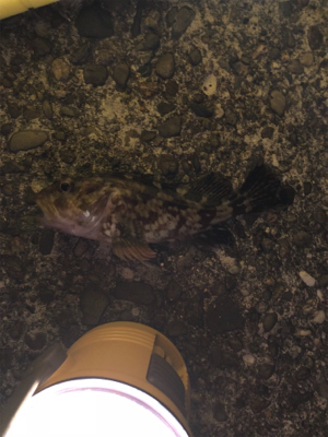 ガシラのみでした