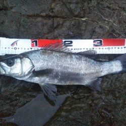 地磯でヒラセイゴ