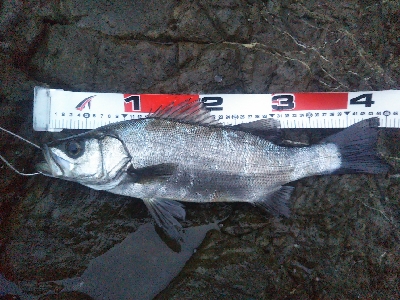 地磯でヒラセイゴ