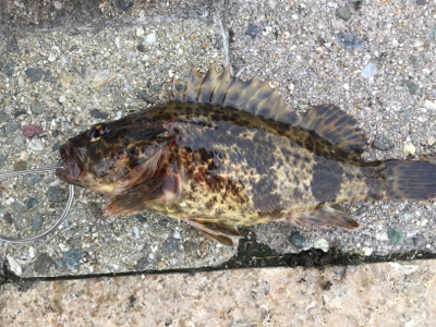 チーバス、ガッシー