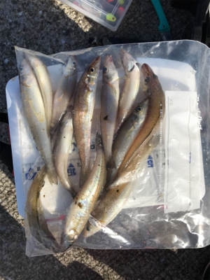 ちょい投げキス釣り