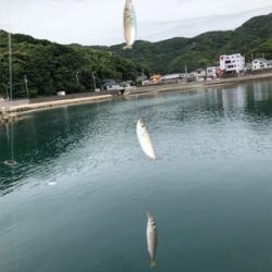 豆アジ、いわし、ガシラ釣り